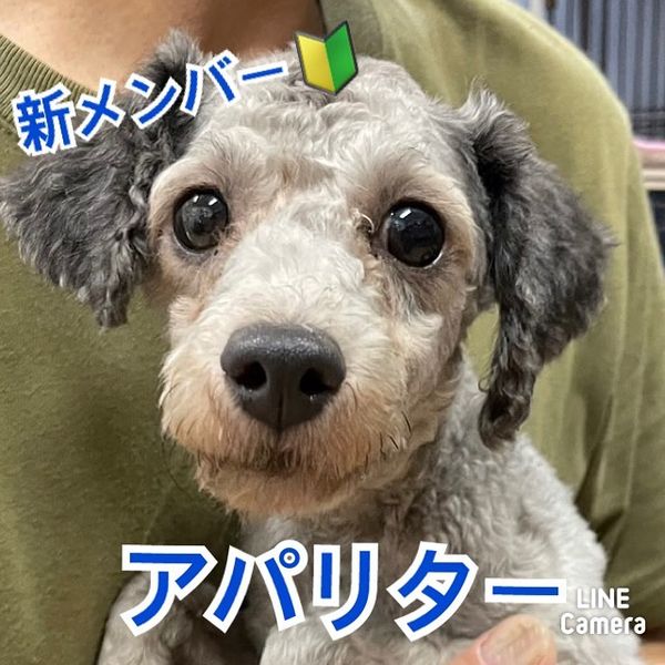 🐾新メンバー🔰ご紹介🐾2023,7,14【保護犬カフェ天神橋店】